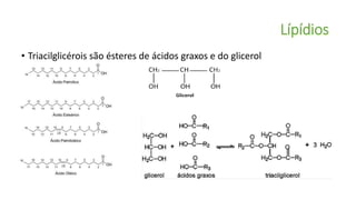 Lípídios
• Triacilglicérois são ésteres de ácidos graxos e do glicerol
 
