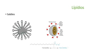 Lípídios
• Sabões
 