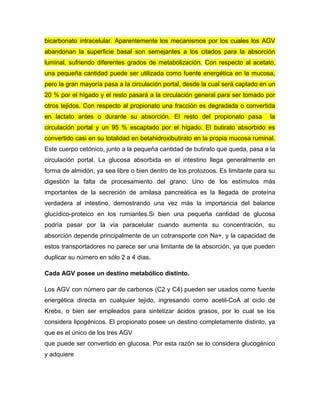 bicarbonato intracelular. Aparentemente los mecanismos por los cuales los AGV
abandonan la superficie basal son semejantes a los citados para la absorción
luminal, sufriendo diferentes grados de metabolización. Con respecto al acetato,
una pequeña cantidad puede ser utilizada como fuente energética en la mucosa,
pero la gran mayoría pasa a la circulación portal, desde la cual será captado en un
20 % por el hígado y el resto pasará a la circulación general para ser tomado por
otros tejidos. Con respecto al propionato una fracción es degradada o convertida
en lactato antes o durante su absorción. El resto del propionato pasa

la

circulación portal y un 95 % escaptado por el hígado. El butirato absorbido es
convertido casi en su totalidad en betahidroxibutirato en la propia mucosa ruminal.
Este cuerpo cetónico, junto a la pequeña cantidad de butirato que queda, pasa a la
circulación portal. La glucosa absorbida en el intestino llega generalmente en
forma de almidón, ya sea libre o bien dentro de los protozoos. Es limitante para su
digestión la falta de procesamiento del grano. Uno de los estímulos más
importantes de la secreción de amilasa pancreática es la llegada de proteína
verdadera al intestino, demostrando una vez más la importancia del balance
glucídico-proteico en los rumiantes.Si bien una pequeña cantidad de glucosa
podría pasar por la vía paracelular cuando aumenta su concentración, su
absorción depende principalmente de un cotransporte con Na+, y la capacidad de
estos transportadores no parece ser una limitante de la absorción, ya que pueden
duplicar su número en sólo 2 a 4 días.
Cada AGV posee un destino metabólico distinto.
Los AGV con número par de carbonos (C2 y C4) pueden ser usados como fuente
energética directa en cualquier tejido, ingresando como acetil-CoA al ciclo de
Krebs, o bien ser empleados para sintetizar ácidos grasos, por lo cual se los
considera lipogénicos. El propionato posee un destino completamente distinto, ya
que es el único de los tres AGV
que puede ser convertido en glucosa. Por esta razón se lo considera glucogénico
y adquiere

 