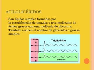 ACILGLICÉRIDOS
   Son lípidos simples formados por
    la esterificación de una,dos o tres moléculas de
    ácidos grasos con una molécula de glicerina.
    También reciben el nombre de glicéridos o grasas
    simples.
 