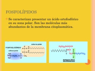 FOSFOLÍPIDOS
   Se caracterizan presentar un ácido ortofosfórico
    en su zona polar. Son las moléculas más
    abundantes de la membrana citoplasmática. 
 