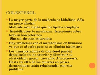 COLESTEROL
 La mayor parte de la molécula es hidrófoba. Sólo
  un grupo alcohol. 
  Molécula más rígida que los lípidos complejos
  Estabilizador de membrana. Importante sobre
  todo en homeotermos.
   Síntesis de otros esteroides
 Hay problemas con el metabolismo en humanos
  ya que se absorbe pero no se elimina fácilmente
 Los transportadores de colesterol pueden
  depositarlo en las arterias y disminuir su
  elasticidad y grosor  causando Aterosclerosis.
  Hasta un 50% de las muertes en países
  desarrollados están relacionadas con este
  problema
 
