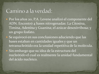  Por los años 20, P.A. Levene analizó el componente del
  ADN. Encontró 4 bases nitrogenadas: La Citosina,
  Timina, Adenina y Guanina; el azúcar desoxirribosa; y
  un grupo fosfato.
 Se equivocó en sus conclusiones aduciendo que las
  bases estaban en cantidades iguales y que un
  tetranucleótido era la unidad repetitiva de la molécula.
 Sin embargo que su idea de la estructura del
  nucleótido el cual es realmente la unidad fundamental
  del ácido nucleico.
 