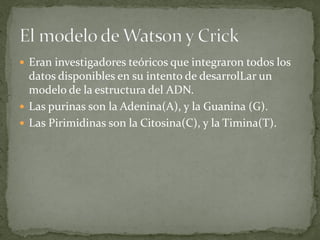  Eran investigadores teóricos que integraron todos los
  datos disponibles en su intento de desarrolLar un
  modelo de la estructura del ADN.
 Las purinas son la Adenina(A), y la Guanina (G).
 Las Pirimidinas son la Citosina(C), y la Timina(T).
 
