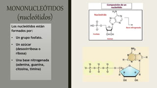 ÁCIDOS NUCLEICOS-1.2.pptx
