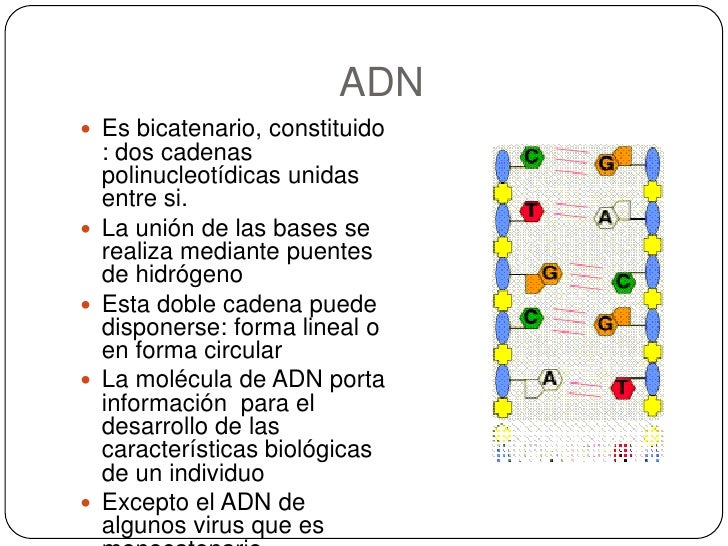 En El Adn Bicatenario Se Cumple La Siguiente Norma