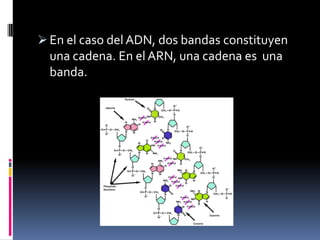 Grupo fosfato: proveniente de un ATP