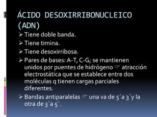 Azúcares pentosas: son polialcoholes, pueden ser: