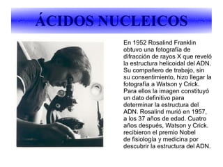 ÁCIDOS NUCLEICOS
En 1952 Rosalind Franklin
obtuvo una fotografía de
difracción de rayos X que reveló
la estructura helicoidal del ADN.
Su compañero de trabajo, sin
su consentimiento, hizo llegar la
fotografía a Watson y Crick.
Para ellos la imagen constituyó
un dato definitivo para
determinar la estructura del
ADN. Rosalind murió en 1957,
a los 37 años de edad. Cuatro
años después, Watson y Crick.
recibieron el premio Nobel
de fisiología y medicina por
descubrir la estructura del ADN.
 