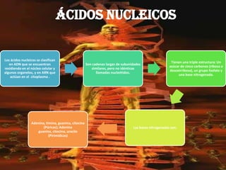ÁCIDOS NUCLEICOS 