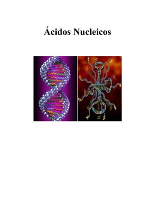 Ácidos Nucleicos<br />Introdução:<br />Os ácidos nucleicos, como classe distinta de macromoléculas, foram descobertos em 1868, por Friederich Miescher, que isolou uma substância chamada «nucleína» dos núcleos de células do pus. Depois, descobriu-se uma substância semelhante nas cabeças dos espermatozóides de salmão. Mais tarde, verificou-se que a nucleína era uma mistura de proteínas básicas (principalmente histonas) e ácidos orgânicos contendo fosfato, polimerizados e ácido desoxirribonucleico (DNA). Sabe-se agora que existe um segundo tipo de ácido nucleico, chamado ácido ribonucleico (RNA), quer no núcleo (onde é sintetizado), quer no citoplasma (onde participa na síntese de proteínas). Ambos os tipos de ácidos nucleicos (DNA e RNA) são polímeros lineares não ramificados de subunidades (monómeros) chamados nucleótidos.<br />Cada nucleótido tem três componentes principais: um grupo fosfato, uma base orgânica contendo azoto e um açucar com cinco átomos de carbono (pentose).<br />Fig 1: Estrutura de um nucleótido<br />Em 1953, Alfred Hershey e Martha Chase, utilizaram vírus que infectam bactérias, por isso chamados bacteriófagos, que contribuíram para confirmar definitivamente que a molécula de DNA é o suporte físico da informação genética e não as proteínas. No mesmo ano, com base nos resultados das experiências anteriores, James Watson e Francis Crick, apresentaram, na Universidade de Cambridge, o modelo de dupla hélice para o DNA. Segundo este modelo, a molécula de DNA é composta por duas cadeias polinucleotídicas, que se dispõem em sentidos inversos, designando-se, por isso, antiparalelas.<br />Estrutura dos Ácidos Nucleicos:<br />As bases orgânicas dos ácidos nucleicos são de dois tipos: Pirimidinas e Purinas. As primeiras só têm um anel; as purinas têm dois. As purinas adenina (A) e guanina (G) que se encontram no DNA e no RNA, diferem nos seus grupos laterais. A adenina tem um grupo amínico (NH2) ligado à posição 6 da purina, e é portanto chamada 6-aminopurina. A guanina tem um oxigénio 6 e um grupo amínico na posição 2, e portanto é 6-oxi-2-aminopurina. Do mesmo modo a pirimidina citosina encontra-se também no DNA e RNA é 2-oxi-4-aminopirimidina. Uma segunda pirimidina encontrada apenas no RNA é o uracilo, 2,4-dioxipirimidina. Uma terceira pirimidna chamada timina é predominantemente no DNA ( encontrando-se também algumas timinas em moléculas de RNAt, juntamente com outras bases raras.<br />Fig 2: Estrutura quimica das bases azotadas<br />Um nucleótido consiste num grupo fosfato (PO4) ligado covalentemente a um nucleósido (base unida por uma ligação covalente glicosídica do N1 das pirimidinas ou do N9 das purinas, ao carbono 1`do açucar) no carbono 5`do seu açucar.<br />Os nucleótidos que contêm ribose são chamados ribonucleótidos e os nucleótidos que contêm desoxiribose são chamados de desoxiribonucleótidos.<br />Em cada cadeia de polinucleótidos do DNA ou do RNA, os nucleótidos adjacentes estão ligados covalentemente por ligações fosfodiéster entre o carbono 3’ de um nucleótido e o carbono 5’ do nucleótido adjacente. <br />As bases dos nucleótidos formam espontaneamente ligações de hidrogénio (um tipo de ligações covalentes fosfodiéster  ou glicosídicas) de um modo altamente específico. A adenina de uma cadeia de DNA forma normalmente duas ligações de hidrogénio com a timina da cadeia complementar da hélice dupla (A=T). Do mesmo modo, forma duas ligações de hidrogénio com uracilo (A=U) em híbridos de DNA-RNA, e em interações RNA-RNA, quer em zonas diferentes na mesma cadeia de RNA, quer entre cadeias do RNA diferentes. A guanina e a citosina formam normalmente três ligações de hidrogénio (G≡C), quer no DNA, quer no RNA.<br />Fig 3 : Ligações de hidrogénio entre as bases azotadas<br />Estrutura do DNA:<br />O DNA é, na maior parte dos organismos um ácido nucleico constituído por duas cadeias polinucleotídicas, que estão enroladas uma na outra, formando o que se chama a “ dupla- hélice” do DNA – modelo de Watson e Crick (1953).<br />O empilhamento das bases azotadas emparelhadas no eixo central da molécula forma um cerne hidrofóbico ( sem afinidade com a água). Juntamente com as ligações de hidrogénio entre os pares de bases, estas interacções hidrofóbicas contribuem para a estabilidade da molécula.<br />  Fig 4: Estrutura do DNA<br />A ligação entre as cadeias faz-se por ligações de hidrogénio, dispondo-se em sentido oposto uma em relação à outra, isto é, são antiparalelas. Cada cadeia de nucleótidos tem, nas suas extremidades, uma ponta livre, designando-se uma por 3` e outra por 5`. São estas extremidades que determinam o sentido da cadeia, cuja formação ocorre sempre de 5` para 3`. Na molécula de DNA à extremidade 5`de uma cadeia corresponde a extremidade 3`da cadeia complementar, o que justifica a designação antiparalelas.<br />Estrutura do RNA:<br />A molécula do ácido ribonucleico apresenta-se geralmente em cadeias simples e, atendendo ás funções específicas que desempenha, pode ocorrer em formas estruturais diferentes. Localiza-se no nucléolo, no citoplasma, nas mitocôndricas e nos cloroplastos. <br />A cadeia única de uma molécula de RNA pode dobrar-se espontaneamente sobre si própria e formar pares de bases complementares em regiões localizadas, em estados energicamente muito estável. As formas possíveis para as moléculas de RNA são portanto muito variadas.<br />Há três tipos de RNA: o RNAm (RNA mensageiro), que transporta a mensagem do DNA do núcleo para o citoplasma; RNAt (RNA de transferência), que transporta os aminoácidos para junto dos ribossomas; RNAr (RNA ribossómico), uma molécula larga, dobrada que juntamente com algumas proteínas, forma o ribossoma.<br />AB<br />Fig 5: (A)  Modelo folha de trevo RNAt;  ( B)  RNAm <br />Replicação do DNA:<br />A informação genética armazenada na sequência de nucleótidos do DNA atende a dois propósitos. Ele é a fonte de informações para a síntese de todas as moléculas proteicas da célula e do organismo e abriga as informações transmitidas pelas células descendentes. Estas duas funções exigem que a molécula do DNA actue como modelo – no primeiro caso, para  a transcrição da informação ao RNA e, no segundo, para a replicação das informações para as moléculas do DNA descendente.<br />Até 1958, existiam três hipóteses para explicar a replicação do DNA:<br />- Hipótese semiconservativa, em que cada molécula de DNA dá origem a duas moléculas constituídas por duas cadeias polinucleotídicas, uma molécula-mãe e outra a recém formada.<br />Fig 6: Hipótese semiconservativa da replicação do DNA<br />- Hipótese conservativa, caracterizada pela formação de uma molécula de DNA, a partir de uma molécula- mãe, mantendo-se esta última intacta.<br />Fig 7: Hipótese conservativa da replicação do DNA<br />- Hipótese dispersiva, em que as moléculas de DNA são formadas a partir de alguns nucleótidos da molécula-mãe e de outros nucleótidos novos.<br />   Fig 8: Hipótese dispersiva da replicação do DNA<br />Experiências realizadas por Meselson e Stahl apoiaram fortemente a hipótese, que defende um processo de replicação semiconservativa que ocorre segundo a regra de complementaridade de bases. Este modelo permite explicar a transmissão do património genético e a relativa constância da composição do DNA durante a divisão celular.Segundo a replicação semiconservativa, as duas cadeias da dupla hélice de DNA, na presença de enzimas específicas, a DNA polimerase, afastam-se por ruptura das ligações de hidrogénio que unem as bases azotadas. Nas células ambas as cadeias de DNA são replicadas ao mesmo tempo, isso requer a separação  das duas cadeias da dupla hélice formando dois moldes de DNA, esta separação é catalizada por uma enzima chamada DNA–helicase.  A junção entre as duas cadeias molde recém separadas e DNA não replicado é conhecida por forquilha de replicação.<br /> <br />Fig 9: Forquilha de replicação evidenciando os fragmentos de Okasaki<br />A natureza antiparalela do DNA fornece dificuldade à replicação simultânea dos dois moldes expostos pela forquilha de replicação.<br />Como o DNA é sintetizado apenas pelo alongamento da extermidade 3`, apenas um dos dois moldes expostos pode ser replicado de forma continua, à medida que  a forquilha de replicação se movimenta. Sobre essa cadeia molde a polimerase simplesmente segue a forquilha de replicação. A nova cadeia de DNA sintetizada por esse molde, é conhecida pela cadeia líder ( leading strand).<br />A síntese da nova cadeia de DNA coordenada pelo outro molde de DNA é mais problemática. Esse molde faz com que a DNA polimerase se desloque na direcção oposta à forquilha de replicação. A cadeia de DNA sintetizada a partir desse molde é chamada cadeia tardia ( lagging strand).  A síntese da cadeia tardia precisa de esperar que o deslocamento da forquilha de replicação exponha uma extensão considerável, deste modo a replicação é descontínua. Os pequenos fragmentos de DNA recém síntetizados na cadeia tardia são chamados de fragmentos de Okazaki . <br />Os nucleótidos de DNA que se encontram livres na célula encaixam nos filamentos que se vão afastando através de ligações que obedecem à regra da complementaridade das bases. Assim, os nucleótidos de citosina ligam-se aos de guanina e os nucleótidos de timina associam-se aos de adenina. Cada uma das cadeias de DNA serve, então, de molde à formação de uma cadeia complementar.Quando os filamentos de DNA que serviram de molde ficam completamente preenchidos pelos novos nucleótidos, formam-se duas novas moléculas de DNA, idênticas entre si e complementares das cadeias que lhes deram origem. Cada uma das novas cadeias de DNA é antiparalela em relação à cadeia que lhe serviu de molde.No fim da replicação, cada molécula formada é uma réplica da original e inclui uma cadeia de DNA antiga e uma cadeia recém-formada, daí a designação de replicação semiconservativa.<br />Trancrição:<br />A transcrição ocorre no núcleo. Nesta fase há síntese de RNA mensageiro - RNAm -  a partir de uma cadeia de DNA por intermédio de uma enzima, a RNA polimerase.<br />Fig 10: Modelo de replicação do DNA<br />Esta enzina fixa-se sobre uma certa sequência do DNA, desliza ao longo dela provocando a sua abertura, iniciando-se a transcrição. Após a passagem da RNA-polimerase, a molécula de DNA reconstitui-se, estabelecendo ligações de hidrogénio entre as bases complementares. A sequência de bases no RNAm é complementar da sequência de bases da cadeia transcrita e igual à sequência de bases da cadeia de DNA não transcrita, com a excepção da timina que no RNAm é substituída pelo uracilo.<br />No interior do núcleo, as moléculas de RNA transcritas experimentam várias modificações. Simultaneamente, sob a acção de enzimas específicas, ocorre a eliminação de certas porções de RNA – Maturação do RNA.<br />O processo de maturação do RNA caracteriza-se pela remoção de sequências da molécula de RNA transcrita correspondente aos intrões ( partes não codificantes), seguida da ligação dos exões (partes codificantes), formando-se assim o RNA pré-mensageiro, sendo este precursor do RNA mensageiro funcional.<br /> Fig 11: Maturação RNAm<br />Para transcrever um gene, a RNA-polimerase passa por uma série de etapas bem definidas, agrupadas em três fases: a iniciação, o alongamento e a terminação.<br />Na iniciação, um promotor ( sequência de DNA importantes para o início da transcrição) à qual a RNA polimerase é inicialmente ligada, formam o complexo promotor-polimerase. Uma vez formado este complexo sofre alterações estruturais, necessárias à continuação da iniciação. <br />Após a síntese de um pequeno segmento de RNA pela RNA polimerase, inicia-se a fase de alongamento. Durante o alongamento, a enzima realiza várias tarefas, além de catalisar a síntese de RNA.<br />Quando transcrita toda a extensão do gene pela polimerase, esta pára e libera o RNA produzido. Esta fase é chamada de terminação. Em algumas células existem sequências específicas, que determinam a terminação.<br />Tradução:  <br />A tradução é um processo que ocorre no citoplasma, junto dos ribossomas, e que corresponde à transfornação da mensagem contida do RNA mensageiro na sequência de aminoácidos que constituem uma cadeia polipeptídica, esta  só tem início quando o RNAm se liga à subunidade menor do ribossoma.<br />O ribossoma é a máquina macromolecular que promove a síntese proteica. Assim como a tradução de um códico de ácidos nucleicos em um código de aminoácidos apresenta desafios adicionais em relação à transcrição e replicação, o ribossoma é, também maior e mais complexo do que a maquinaria mínima necessária para a síntese do DNA ou do RNA. <br />O ribossoma é composto por dois subconjuntos de RNA e proteínas, conhecidos como subunidades maior e menor. A subunidade maior contém o centro da peptidil-transferase, responsável pela formação da ligação peptídica. A subunidade menor contém o centro de descodificação, no qual os RNAs de transferência lêm ou descodificam os codões do RNAm<br />As duas subunidades do ribossoma contêm 3 locais adjacentes para a associação às moléculas de RNAt: locais aminoacil (A), peptidil (P) e de saída (E). <br />Fig 12: Estrutura de um ribossoma<br />Este processo compreende três etapas fundamentais:<br />- Iniciação, onde se dá a ligação do RNAm e de um RNAt iniciador, que transporta geralmente a meteonina à pequena subunidade do ribossoma. Através de uma mecanismo complexo, a subunidade menor do ribossoma desliza ao longo da cadeia do RNAm até que o codão de iniciação AUG seja reconhecido pelo anticodão UAC do RNAt iniciador, que transporta a meteonina. De seguida a subunidade maior liga-se à subunidade menor, transformado-se no ribossoma funcional. A adaptação codão-anticodão ocorre no ribossoma no sítio P.<br />Fig 13: Ligação do RNAt iniciador ao ribossoma<br />- Alongamento da cadeia polipeptídica, tem início quando o anticodão do segundo aminoacil-tRNA encontra o local A, complementar do codão do mRNA existente nesta posição. Simultaneamente, o primeiro RNAt é deslocado para o local P (e libertado posteriormente através do local E) ficando o peptidil-tRNA na posição A. Seguidamente, o ribossoma desloca-se uma distância equivalente a um tripleto, em relação ao RNAm, o que expõe o codão seguinte (local A) e permite a aceitação de um novo aminoacil-tRNA no local A.<br />- Terminação da síntese da cadeia peptídica ocorre quando, ao nível do local A, surge um dos codões de terminação (UAA, UAG e UGA). Para cada um dos referidos 3 codões não existe correspondência para nenhum dos aminoácidos e a síntese proteica é bloqueada.  Estes codões constituem verdadeiras pontuações da mensagem. As unidades dos ribossomas separam-se e ficam livres para iniciar outro processo. A passagem do ribossoma ao nível dos codões de terminação determina a dissociação do complexo RNAm-ribossoma-RNAt-cadeia polipeptídica e consequentemente o fim da síntese proteica. A mesma cadeia de RNAm pode ser traduzida várias vezes, formando proteínas idênticas.<br />Fig 14 : Libertação do polipéptido durante  a tradução<br />Conclusão:<br />O DNA, o RNA e as proteínas são polímeros, cada um composto por um conjunto definido de subunidades unidas por ligações covalentes. O DNA e  RNA são compostos por cadeias de nucleótidos, e as proteínas por cadeias de aminoácidos. A forma tridimensional de cada polímero é ainda determinada por múltiplas interacções fracas, ou secundárias entre as subunidades. Assim no caso do DNA e RNA, as ligações de hidrogénio e as interacções de emparelhamento entre as bases dos nucleótidos resultam no carácter de dupla hélice dessa molécula e estrutura linear respectivamente. Da mesma forma, a estrutura tridimensional de uma determinada proteína depende de diversas interacções entre aminoácidos.<br />A síntese de DNA é catalizada por uma enzima denominada DNA-polimerase, que são processivas, uma vez ligadas a um substrato, elas são capazes de adicionar muitos nucleótidos. Na célula, ambas as cadeias de um molde de DNA são replicadas simultaneamente numa estrutura chamada forquilha de replicação.<br />Como as duas cadeias de um molde de DNA são antiparalelas apenas uma cadeia do molde de DNA pode ser replicada de maneira contínua, a outra cadeia, a tardia é sintetizada por uma série de pequenos fragmentos- fragmentos de Okazaki.<br />Além das DNA-polimerases, diversas outras proteínas actuam coordenando  e facilitando o processo de replicação.<br />A transcrição é, química e enzimaticamente muito semelhante à replicação do DNA. Ambas envolvem enzimas que sintetizam uma nova cadeia de ácidos nucleicos, complementar à cadeia molde de DNA.<br />As proteínas são sintetizadas a partir de moldes de RNAm, num processo conhecido por tradução. A tradução compreende a descodificação  da informação contida numa sequência nucleotídica para uma sequência linear de aminoácidos de uma cadeia polipeptídica. <br />  <br />Índice: <br />Introdução---------------------------------------------------------------------- 1<br />Estrutura dos ácidos nucleicos----------------------------------------------- 2<br />Estrutura do DNA------------------------------------------------------------- 3<br />Estrutura do RNA------------------------------------------------------------- 4<br />Replicação do DNA----------------------------------------------------------- 5<br />----------------------------------------------------------------------------------- 6<br />Transcrição--------------------------------------------------------------------- 7<br />Tradução------------------------------------------------------------------------ 8<br />Etapas da tradução------------------------------------------------------------- 9<br />Conclusão---------------------------------------------------------------------- 10<br />----------------------------------------------------------------------------------- 11<br />Bibliografia-------------------------------------------------------------------- 12<br />Bibliografia:<br />- Watson, James D.,  Baker, Tania A.,  Bell Stephen P.,  Gann, Alexander ( 2006).  Biologia molecular do gene. 5ª edição, Artmed Editor.<br />- Stansfield, William D.,  Colomé, Jaime S.,  Cano, Raúl J., (1998). Biologia molecular e celular. Mc Graw Hill.<br />- Murray, Robert K., Granner, Daryl K.,  Rodwell, Victor W.(2007). Harper, bioquímica  ilustrada. 27ª edição, Mc Graw Hill<br />
