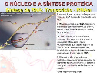 O NÚCLEO E A SÍNTESE PROTEÍCA Síntese de RNA: Transcrição - RNAm A transcrição é o processo pelo qual uma região do DNA é copiada, resultando num RNA. O RNA mensageiro, ou  mRNA , transporta informação genética do DNA ao citosol, onde é usado como molde para síntese de proteínas. De uma maneira bem simplificada, podemos dizer que, nos procariotos a transcrição é feita pela enzima RNApolimerase que separa os pares de base do DNA, desenrolando o DNA, dando início a síntese de RNA, formando uma bolha de transcrição no DNA. O RNA será então uma cadeia de nucleotídeos complementar ao molde do segmento do DNA de interesse, porém a base que complementa Adenina será a Uracila. FONTE: http://www.enq.ufsc.br 