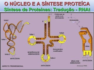 O NÚCLEO E A SÍNTESE PROTEÍCA Síntese de Proteínas: Tradução - RNAt 