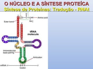O NÚCLEO E A SÍNTESE PROTEÍCA Síntese de Proteínas: Tradução - RNAt 