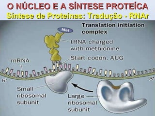 O NÚCLEO E A SÍNTESE PROTEÍCA Síntese de Proteínas: Tradução - RNAr 
