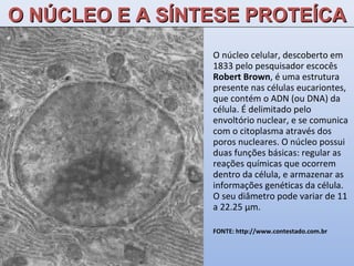 O NÚCLEO E A SÍNTESE PROTEÍCA O núcleo celular, descoberto em 1833 pelo pesquisador escocês  Robert Brown , é uma estrutura presente nas células eucariontes, que contém o ADN (ou DNA) da célula. É delimitado pelo envoltório nuclear, e se comunica com o citoplasma através dos poros nucleares. O núcleo possui duas funções básicas: regular as reações químicas que ocorrem dentro da célula, e armazenar as informações genéticas da célula. O seu diâmetro pode variar de 11 a 22.25 μm. FONTE: http://www.contestado.com.br 