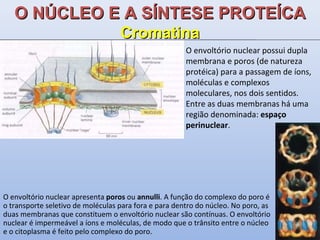 O envoltório nuclear possui dupla membrana e poros (de natureza protéica) para a passagem de íons, moléculas e complexos moleculares, nos dois sentidos. Entre as duas membranas há uma região denominada:  espaço perinuclear . O NÚCLEO E A SÍNTESE PROTEÍCA Cromatina O envoltório nuclear apresenta  poros  ou  annulli . A função do complexo do poro é o transporte seletivo de moléculas para fora e para dentro do núcleo. No poro, as duas membranas que constituem o envoltório nuclear são contínuas. O envoltório nuclear é impermeável a íons e moléculas, de modo que o trânsito entre o núcleo e o citoplasma é feito pelo complexo do poro. 