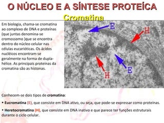 O NÚCLEO E A SÍNTESE PROTEÍCA   Cromatina Em biologia, chama-se cromatina ao complexo de DNA e proteínas (que juntas denomina-se cromossomo )que se encontra dentro do núcleo celular nas células eucarióticas. Os ácidos nucléicos encontram-se geralmente na forma de dupla-hélice. As principais proteínas da cromatina são as histonas. Conhecem-se dois tipos de  cromatina : Eucromatina  (E) , que consiste em DNA ativo, ou seja, que pode-se expressar como proteínas. Heretocromatina  (H) , que consiste em DNA inativo e que parece ter funções estruturais durante o ciclo celular. 