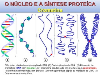 Diferentes níveis de condensação do DNA. (1) Cadeia simples de DNA . (2) Filamento de cromatina ( DNA  com  histonas ). (3) Cromatina condensada em interfase com  centrómeros . (4) Cromatina condensada em prófase. (Existem agora duas cópias da molécula de DNA) (5) Cromossoma em metáfase. O NÚCLEO E A SÍNTESE PROTEÍCA Cromatina 