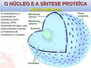 O NÚCLEO E A SÍNTESE PROTEÍCA Nucleoplasma O nucleoplasma, é constituído de substâncias (íons, enzimas, ATPs) dissolvidas em água; nele estão presentes imersos os filamentos de cromatina e o nucléolo. 