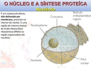 O NÚCLEO E A SÍNTESE PROTEÍCA Nucléolo È um corpúsculo denso,  não delineado por membrana , presente no interior do núcleo. È uma região de intensa síntese de ácido ribonucléico ribossômico (RNAr) na região organizadora do nucléolo. 