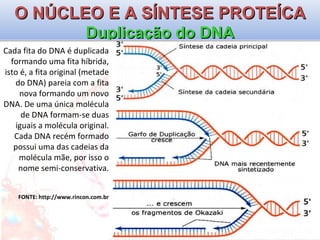 O NÚCLEO E A SÍNTESE PROTEÍCA Duplicação do DNA Cada fita do DNA é duplicada formando uma fita híbrida, isto é, a fita original (metade do DNA) pareia com a fita nova formando um novo DNA. De uma única molécula de DNA formam-se duas iguais a molécula original. Cada DNA recém formado possui uma das cadeias da molécula mãe, por isso o nome semi-conservativa. FONTE: http://www.rincon.com.br 