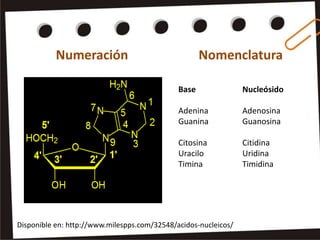 Numeración                                Nomenclatura

                                              Base               Nucleósido

                                              Adenina            Adenosina
                                              Guanina            Guanosina

                                              Citosina           Citidina
                                              Uracilo            Uridina
                                              Timina             Timidina




Disponible en: http://www.milespps.com/32548/acidos-nucleicos/
 