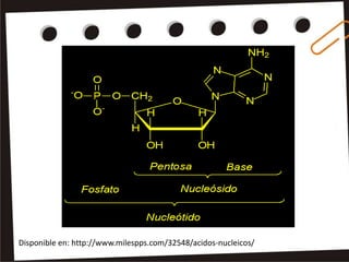 Disponible en: http://www.milespps.com/32548/acidos-nucleicos/
 