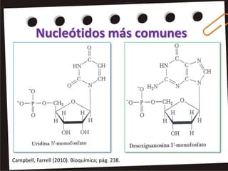 Nucleótidos más comunes




Campbell, Farrell (2010). Bioquímica; pág. 238.
 