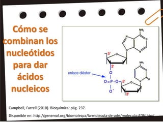 Cómo se
combinan los
 nucleótidos
  para dar
   ácidos
  nucleicos
 Campbell, Farrell (2010). Bioquímica; pág. 237.
 Disponible en: http://genemol.org/biomolespa/la-molecula-de-adn/molecula-ADN.html
 