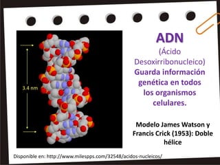 ADN
                                                         (Ácido
                                                  Desoxirribonucleico)
                                                  Guarda información
                                                   genética en todos
   3.4 nm
                                                    los organismos
                                                       celulares.

                                                  Modelo James Watson y
                                                 Francis Crick (1953): Doble
                                                            hélice
Disponible en: http://www.milespps.com/32548/acidos-nucleicos/
 