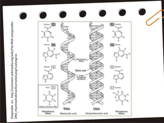 Disponible en: http://commons.wikimedia.org/wiki/File:RNA-comparedto-
DNA_thymineAndUracilCorrected.png?uselang=es
 