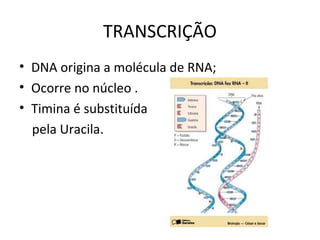 TRANSCRIÇÃO
• DNA origina a molécula de RNA;
• Ocorre no núcleo .
• Timina é substituída
  pela Uracila.
 