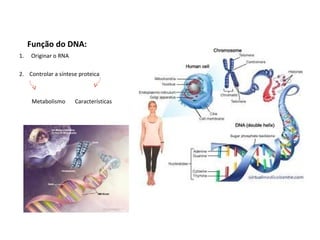 Função do DNA:
1.   Originar o RNA

2. Controlar a síntese proteica



      Metabolismo     Características
 