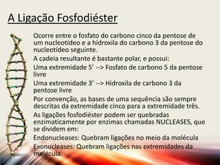 A Ligação Fosfodiéster
Ocorre entre o fosfato do carbono cinco da pentose de
um nucleotídeo e a hidroxila do carbono 3 da pentose do
nucleotídeo seguinte.
A cadeia resultante é bastante polar, e possui:
Uma extremidade 5’ --> Fosfato de carbono 5 da pentose
livre
Uma extremidade 3’ --> Hidroxila de carbono 3 da
pentose livre
Por convenção, as bases de uma sequência são sempre
descritas da extremidade cinco para a extremidade três.
As ligações fosfodiéster podem ser quebradas
enzimaticamente por enzimas chamadas NUCLEASES, que
se dividem em:
Endonucleases: Quebram ligações no meio da molécula
Exonucleases: Quebram ligações nas extremidades da
molécula.
 