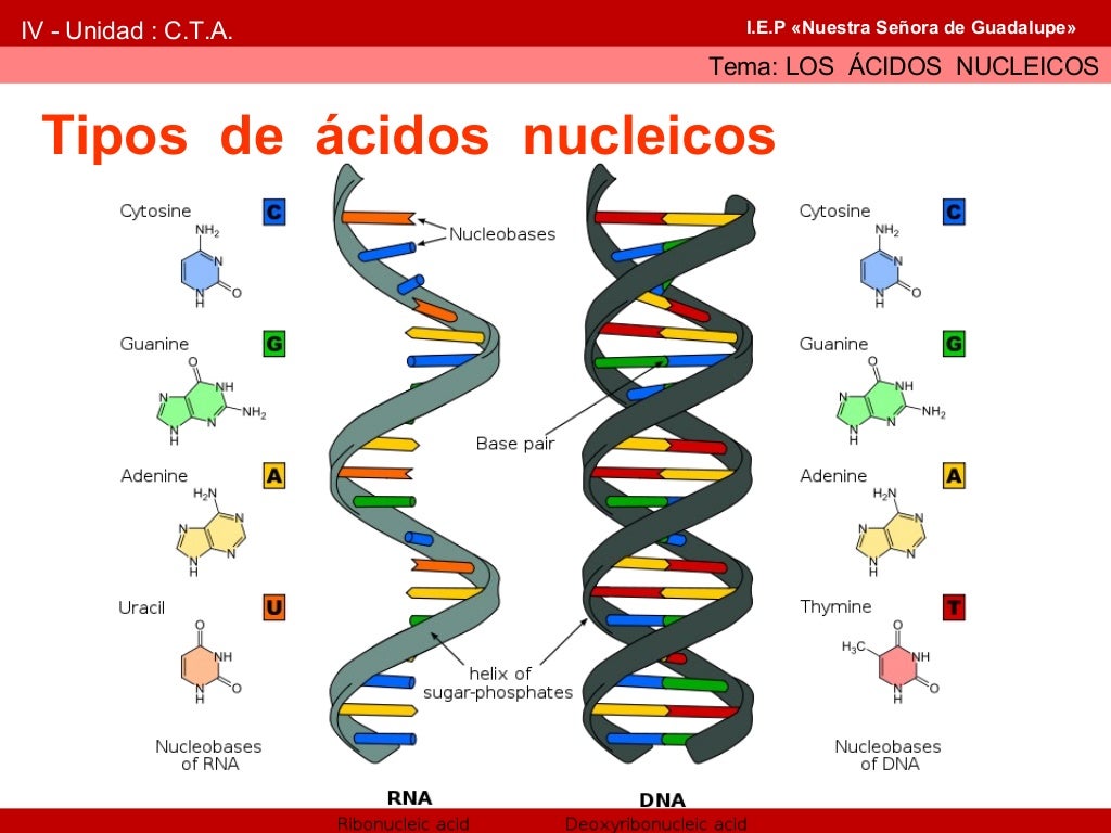 O Esquema Seguinte Representa Duas Cadeias De ácidos Nucleicos