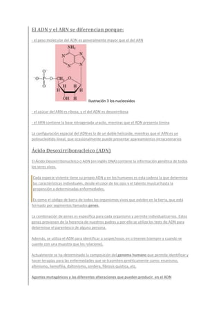 El ADN y el ARN se diferencian porque:
- el peso molecular del ADN es generalmente mayor que el del ARN
Ilustración 3 los nucleosidos
- el azúcar del ARN es ribosa, y el del ADN es desoxirribosa
- el ARN contiene la base nitrogenada uracilo, mientras que el ADN presenta timina
La configuración espacial del ADN es la de un doble helicoide, mientras que el ARN es un
polinucleótido lineal, que ocasionalmente puede presentar apareamientos intracatenarios
Ácido Desoxirribonucleico (ADN)
El Ácido Desoxirribonucleico o ADN (en inglés DNA) contiene la información genética de todos
los seres vivos.
Cada especie viviente tiene su propio ADN y en los humanos es esta cadena la que determina
las características individuales, desde el color de los ojos y el talento musical hasta la
propensión a determinadas enfermedades.
Es como el código de barra de todos los organismos vivos que existen en la tierra, que está
formado por segmentos llamados genes.
La combinación de genes es específica para cada organismo y permite individualizarnos. Estos
genes provienen de la herencia de nuestros padres y por ello se utiliza los tests de ADN para
determinar el parentesco de alguna persona.
Además, se utiliza el ADN para identificar a sospechosos en crímenes (siempre y cuando se
cuente con una muestra que los relacione).
Actualmente se ha determinado la composición del genoma humano que permite identificar y
hacer terapias para las enfermedades que se trasmiten genéticamente como: enanismo,
albinismo, hemofilia, daltonismo, sordera, fibrosis quística, etc.
Agentes mutagénicos y las diferentes alteraciones que pueden producir en el ADN
 