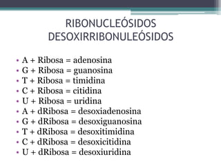 Dominion Ribosa áCidos nucleicos | PPTX
