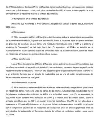 de ARN reguladores. Ciertos ARN no codificantes, denominados ribozimas, son capaces de catalizar
reacciones químicas como cortar y unir otras moléculas de ARN, o formar enlaces peptídicos entre
aminoácidos en el ribosoma durante la síntesis de proteínas.
ARN implicados en la síntesis de proteínas
Ribosoma 50S mostrando el ARNr (amarillo), las proteínas (azul) y el centro activo, la adenina
2486 (rojo).
ARN mensajero
El ARN mensajero (ARNm o RNAm) lleva la información sobre la secuencia de aminoácidos
de la proteína desde el ADN, lugar en que está inscrita, hasta el ribosoma, lugar en que se sintetizan
las proteínas de la célula. Es, por tanto, una molécula intermediaria entre el ADN y la proteína y
apelativo de "mensajero" es del todo descriptivo. En eucariotas, el ARNm se sintetiza en el
nucleoplasma del núcleo celular y donde es procesado antes de acceder al citosol, donde se hallan
los ribosomas, a través de los poros de la envoltura nuclear.
ARN de transferencia
Los ARN de transferencia (ARNt o tRNA) son cortos polímeros de unos 80 nucleótidos que
transfiere un aminoácido específico al polipéptido en crecimiento; se unen a lugares específicos del
ribosoma durante la traducción. Tienen un sitio específico para la fijación del aminoácido (extremo 3')
y un anticodón formado por un triplete de nucleótidos que se une al codón complementario del
ARNm mediante puentes de hidrógeno.
ARN ribosómico o ribosomal
El ARN ribosomico o ribosomal (ARNr o RNAr) se halla combinado con proteínas para formar
los ribosomas, donde representa unas 2/3 partes de los mismos. En procariotas, la subunidad mayor
del ribosoma contiene dos moléculas de ARNr y la subunidad menor, una. En los eucariotas, la
subunidad mayor contiene tres moléculas de ARNr y la menor, una. En ambos casos, sobre el
armazón constituido por los ARNr se asocian proteínas específicas. El ARNr es muy abundante y
representa el 80% del ARN hallado en el citoplasma de las células eucariotas. Los ARN ribosómicos
son el componente catalítico de los ribosomas; se encargan de crear los enlaces peptídicos entre los
aminoácidos del polipéptido en formación durante la síntesis de proteínas; actúan, pues, como
ribozimas.

 