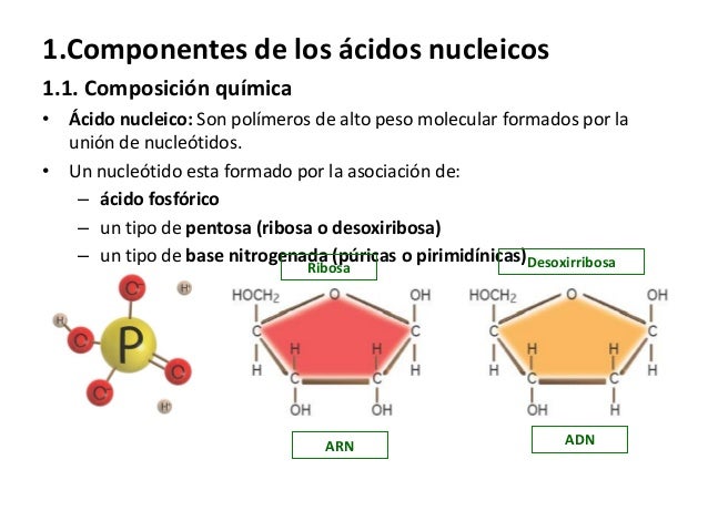 Unidad 5. Ácidos nucleicos