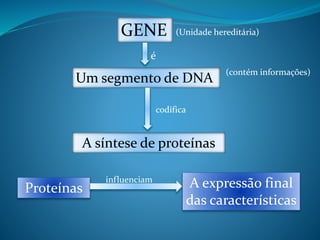 GENE (Unidade hereditária)
é
Um segmento de DNA
(contém informações)
codifica
A síntese de proteínas
Proteínas
influenciam
A expressão final
das características
 