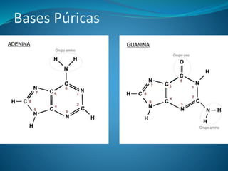 Bases Púricas
 