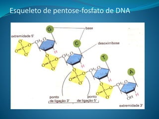 Esqueleto de pentose-fosfato de DNA
 