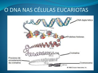 O DNA NAS CÉLULAS EUCARIOTAS
 