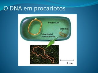 O DNA em procariotos
 