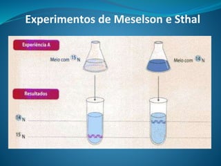 Experimentos de Meselson e Sthal
 