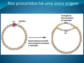 Nos procariotos há uma única origem
 