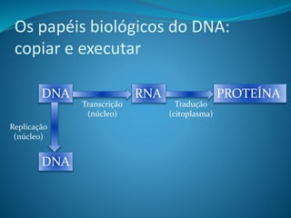Os papéis biológicos do DNA:
copiar e executar
DNA
Replicação
(núcleo)
Transcrição
(núcleo)
DNA
RNA PROTEÍNA
Tradução
(citoplasma)
 