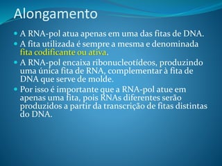 Alongamento
 A RNA-pol atua apenas em uma das fitas de DNA.
 A fita utilizada é sempre a mesma e denominada
fita codificante ou ativa.
 A RNA-pol encaixa ribonucleotídeos, produzindo
uma única fita de RNA, complementar à fita de
DNA que serve de molde.
 Por isso é importante que a RNA-pol atue em
apenas uma fita, pois RNAs diferentes serão
produzidos a partir da transcrição de fitas distintas
do DNA.
 