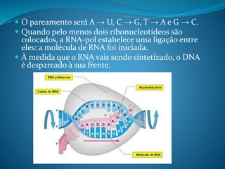  O pareamento será A → U, C → G, T → A e G → C.
 Quando pelo menos dois ribonucleotídeos são
colocados, a RNA-pol estabelece uma ligação entre
eles: a molécula de RNA foi iniciada.
 À medida que o RNA vais sendo sintetizado, o DNA
é despareado à sua frente.
 
